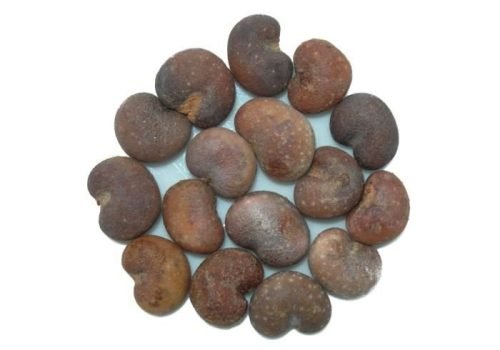 baobab africain 3 graines adansonia digitata.jpg