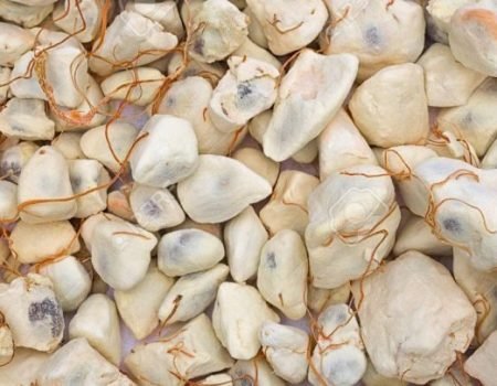 baobab fruit 780x405 1.jpg